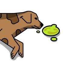 It's usually preceded by signs of nausea, such as drooling, licking the lips, and swallowing excessively. Why Does My Dog Keep Throwing Up Yellow Bile Cuteness Dog Throwing Up Why Is My Dog Throwing Up Dog Vomiting