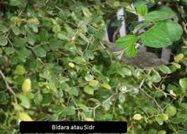 Quran menyebut bidara dalam beberapa suratnya, antara lain: Manfaat Daun Dan Buah Bidara Untuk Kesehatan Tubuh Kholis Tembesi