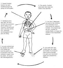 Pendant la nuit, les vers adultes sortent au niveau de l'anus et pondent leurs œufs, ce qui peut causer des démangeaisons, déranger le sommeil et rendre irritable. Les Vers Et Autres Parasites Intestinaux