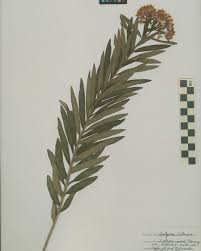 Image result for Asclepias graminifolia