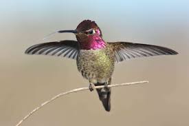We did not find results for: 17 Strange And Beautiful Hummingbird Species