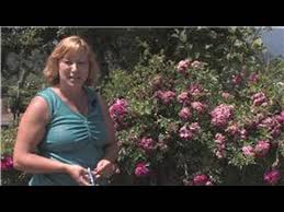 Gratis versand in 24 stunden bereits ab 20 €. Rose Gardening How To Prune A Knock Out Rose Bush Youtube