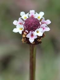 Image result for Phyla nodiflora