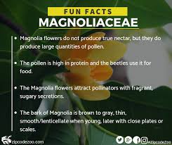 There are several parts of the flower that you'll need to know, so that the pollination definition will make sense to you; To Read More Interesting Facts About Tulip Trees Visit Here Https Zipcodezoo Com Plants Magnoliaceae Tuliptrees Fun Facts Pollination Attract Pollinators