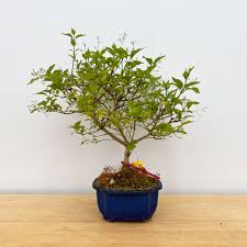 Image result for Premna