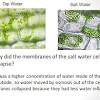A hypotonic solution causes a cell to swell, whereas a hypertonic solution causes a cell to shrink. Https Encrypted Tbn0 Gstatic Com Images Q Tbn And9gcs2fk0f7aekj 15xsackujg8pbchr6kqxa9fmiay0jcflbmnwcv Usqp Cau