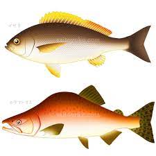 イサキ カラフトマスイラスト fish pet fish pets