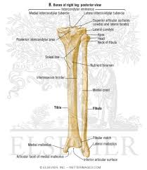 The bones of the leg are the femur health diagram skeleton human body anchor chart science bone pelvis human. Bones Of Right Leg Posterior View