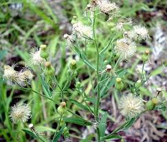 Image result for Conyza