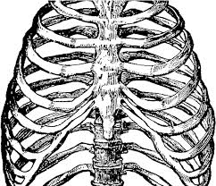 The other thing to remember is that some of the lower ribs of the back will stand out from beneath the muscles slightly when the figure is curled up or arching. Download Hd Human Clipart Ribcage Heart In Rib Cage Drawing Transparent Png Image Nicepng Com