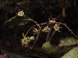 Image result for Brexia