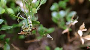 Image result for caterpillar box tree moth inside buxus plant