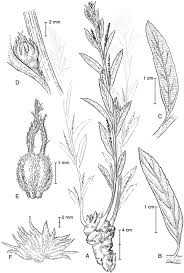 Image result for Acalypha welwitschiana