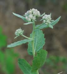 Image result for Pluchea bequaertii