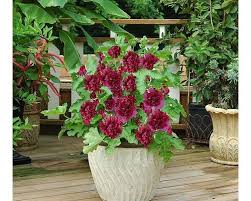 This compact hollyhock is perfect for. Queeny Purple Hollyhock Container Gardening Hollyhock Perennials