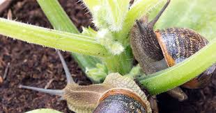 The fence must be at least 2 feet high to keep rabbits from jumping over it. How To Protect Your Garden From Slugs And Snails Gardener S Path