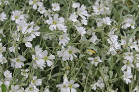 Image result for Cerastium octandrum