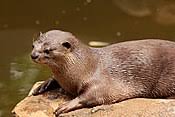 Good at everything, they rarely find a game or sport or task that is difficult for them. Otter Wikipedia