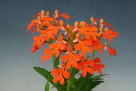 Image result for Habenaria lithophila