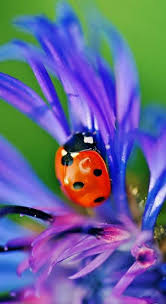 Black And Red Ladybug Meaning Ladybug Ladybug Meaning Ladybug Ladybird Insect