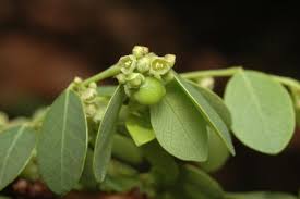 Image result for Phyllanthus udoricola