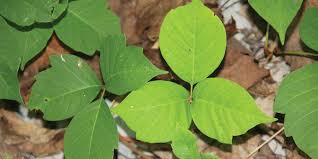 Ivy league colleges are often viewed as the gold standard of colleges in the us and worldwide. Poison Ivy Identification Treatmeant Prevention Ontario Nature