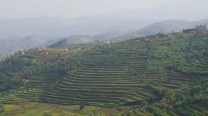 Image result for Vittaria reekmansii