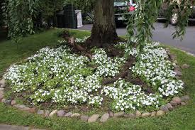 Maybe you would like to learn more about one of these? 16 Cozy Landscaping Around Pine Trees Photos Landscape Ideas