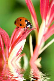 Pin En Insectos