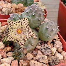 Image result for Huernia