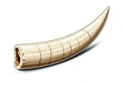 TUSK - Definition & Meaning - Reverso English Dictionary