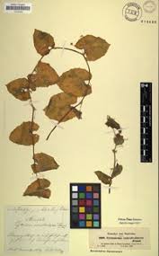 Image result for Kedrostis foetidissima