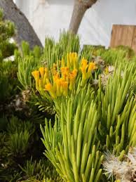 Image result for Kleinia