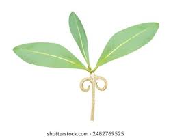 Image result for Hugonia elliptica