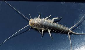 Poached eggs are a beautiful thing. Kre Rot Og Renteeffekt Byggmesteren