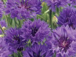 Pin On Annuals
