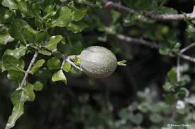 Image result for Garcinia volkensii