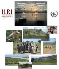 Image result for Kyllingiella microcephala