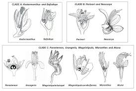 Image result for Magnistipula