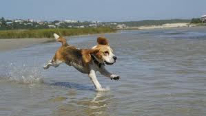 Maybe you've just brought one of these cute pups home, or maybe you're adopting soon. 30 Best Dog Names For Beautiful Beagles Pictures Dogtime
