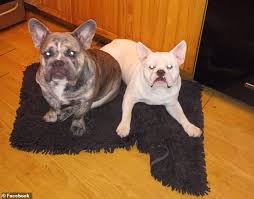 We are based in nyc. Woman 52 Is Mauled To Death By Her Rescue French Bulldog After It Attacked Her Boyfriend Daily Mail Online
