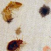 Our bed bug removal services are designed to but they don't have to. Bed Bug Exterminator Pest Control Chandler Az