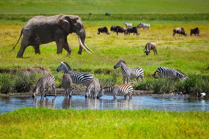 Illustrative African wildlife safari landscape
