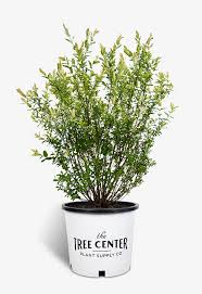 Dappled willow is the common name for salix integra hakuro nishiki, one of the easiest shrubs to trim. Tri Color Dappled Willow For Sale Online The Tree Center