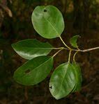 Image result for Cordia mukuensis