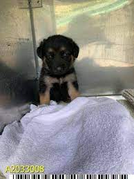 Picked up by mail carrier. Nine Week Old German Shepherd Puppy Up For Adoption In Palm Beach County Pet Rescue Report