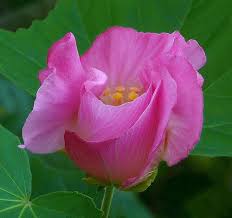 Image result for Hibiscus mutatus