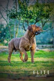 Best Breeders In The World South African Boerboel Mastiff Kennel Elite Boerboels 1 South African Mas African Boerboel South African Mastiff Mastiff Breeds