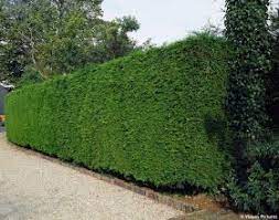 Pin By Adrian Restea On Curte In 2021 Leyland Cypress Hedges Home Building Design
