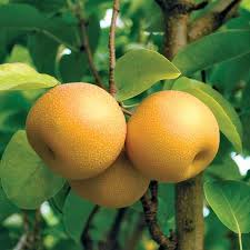 My local lowes has four different types of bare root asian pears from pacificgroves. Hosui Asian Pear Pear Trees Stark Bro S